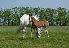 Mare And Foal Stock Images Mare And Foal Stock Images