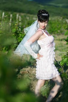 Bride In Vineyard Stock Photography Bride In Vineyard Stock Photography