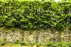 Plants Wall Royalty Free Stock Photos Plants Wall Royalty Free Stock Photos