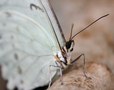 Morpho Polyphemus Royalty Free Stock Photography Morpho Polyphemus Royalty Free Stock Photography
