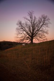 Tree At Sunset Royalty Free Stock Photos Tree At Sunset Royalty Free Stock Photos