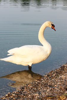 Swan On The Lakeside Royalty Free Stock Image Swan On The Lakeside Royalty Free Stock Image