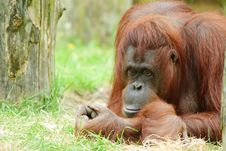 Cute Orangutan Royalty Free Stock Image
