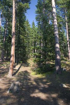A West Coast Forest Dense Stock Photo A West Coast Forest Dense Stock Photo