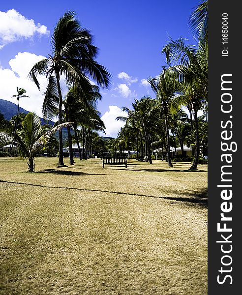 Trees on the island of Nevis. Trees on the island of Nevis