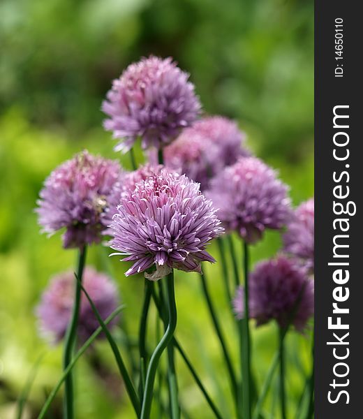Light violet onion flower from garden