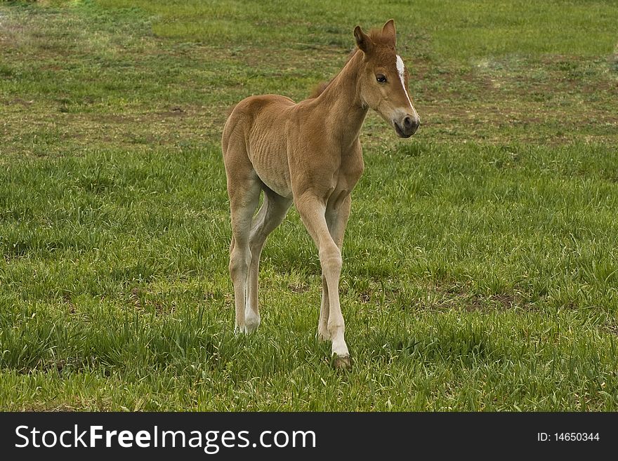 Quarter Horse Filly in Pasture