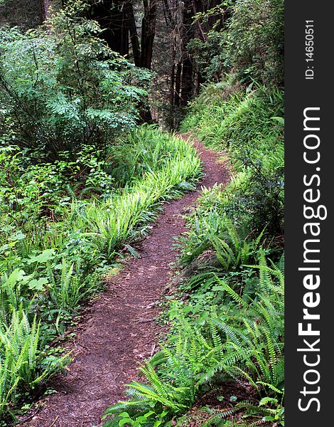 A trail passing through the forest at Redwood National Park with trees, green shrubs, grasses, and ferns visible beside the trail. A trail passing through the forest at Redwood National Park with trees, green shrubs, grasses, and ferns visible beside the trail.