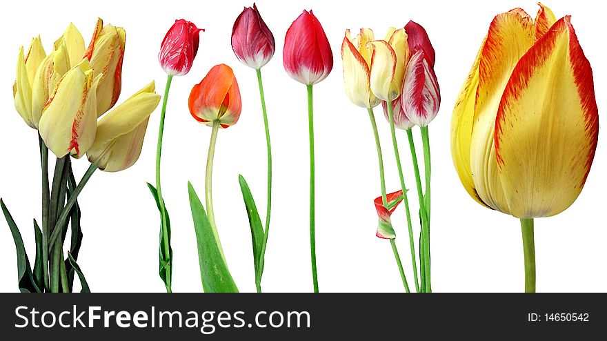 Flowers tulips of different varieties, isolated on a white background. Flowers tulips of different varieties, isolated on a white background.