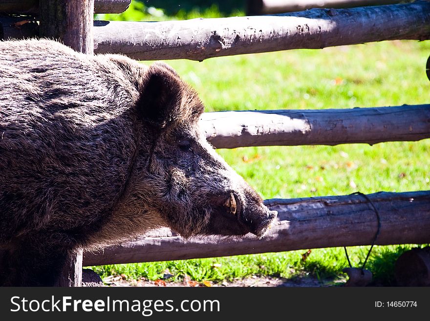 Ugly looking boar searching for bulbs and tubers to eat