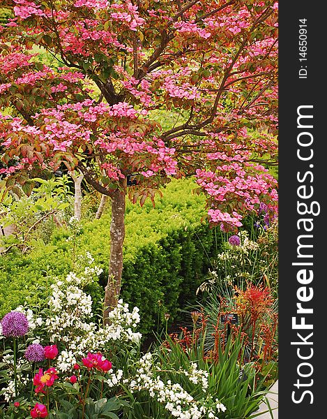 Pink kousa dogwood tree in colorful garden. Pink kousa dogwood tree in colorful garden
