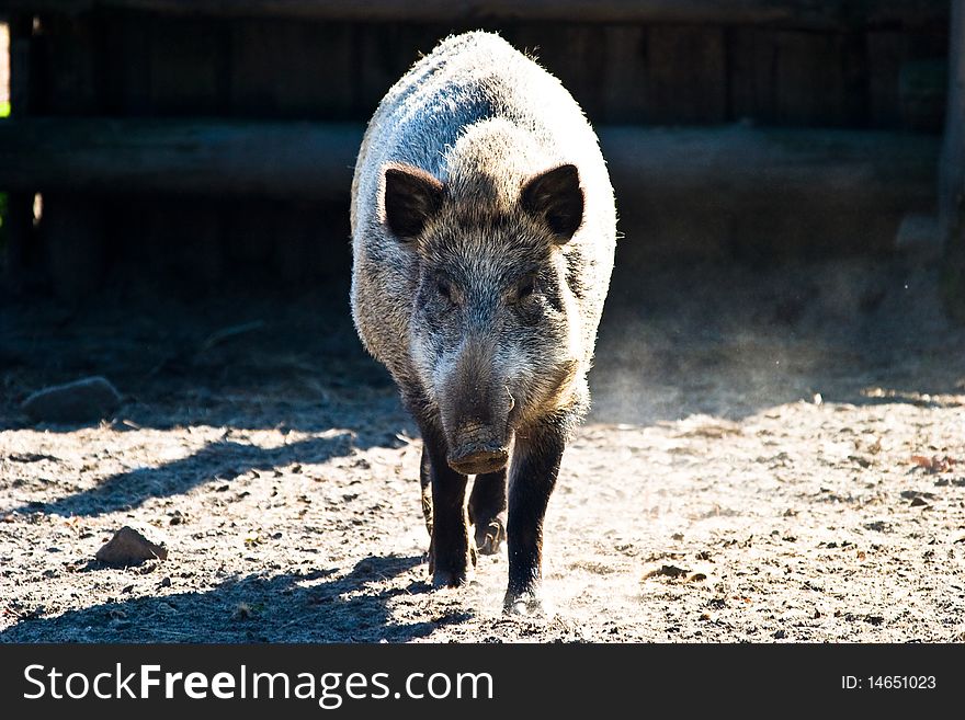 Ugly looking boar searching for bulbs and tubers to eat