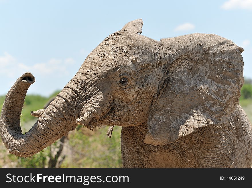 Namibia, Young elephant in the bush. Etosha national park.