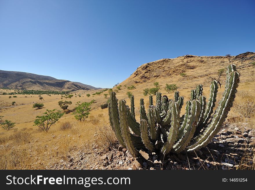 Namibia, cacti