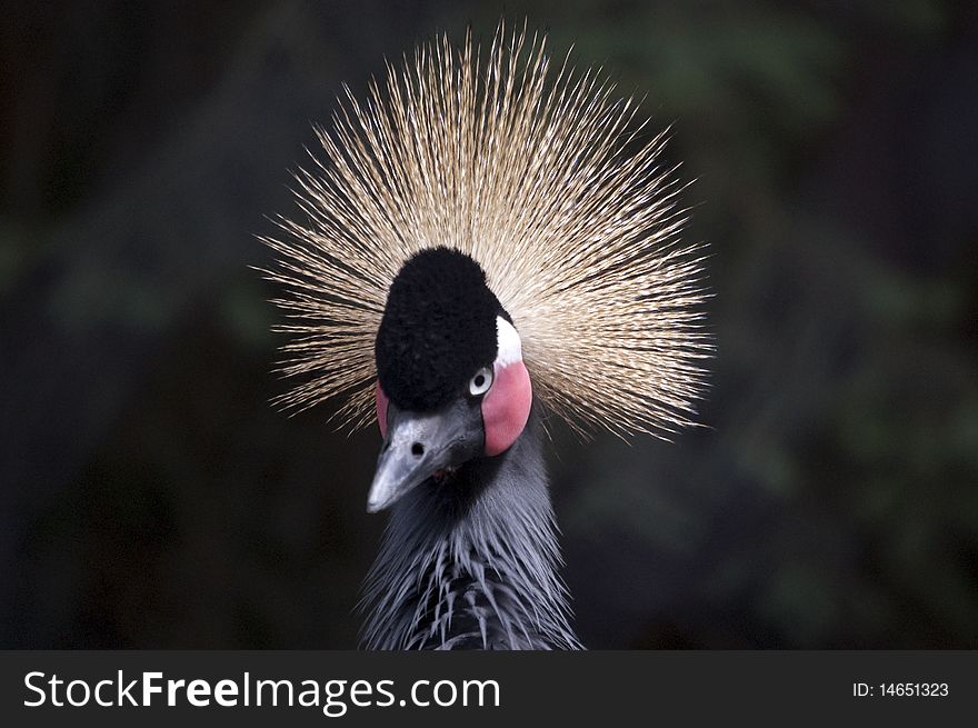 Portrait of a Gray African crowned crane.