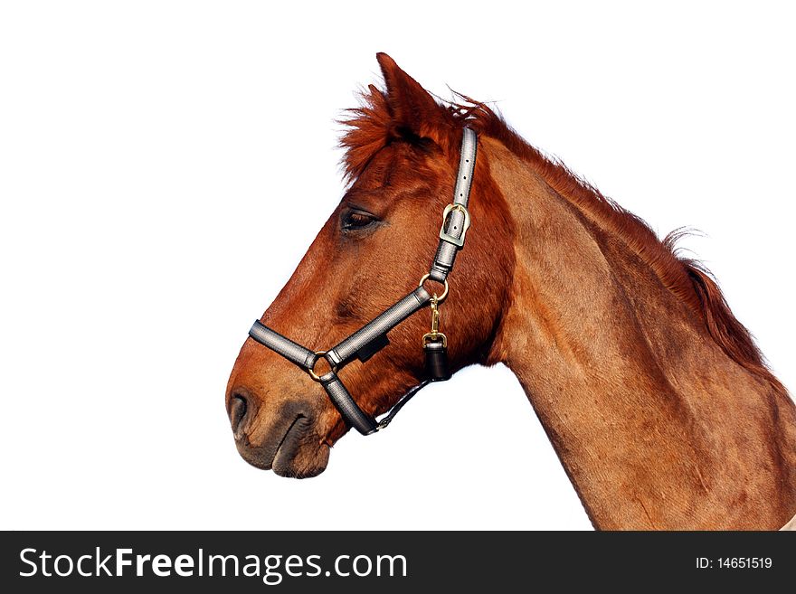 Beautiful brown horse, isolated on white background
