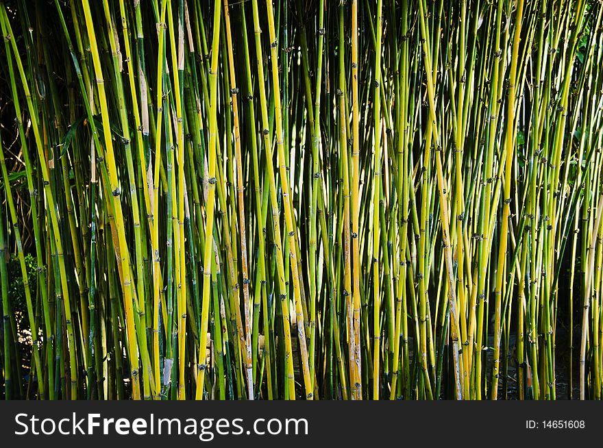 Bamboo trees in a park in Manila, Philippines