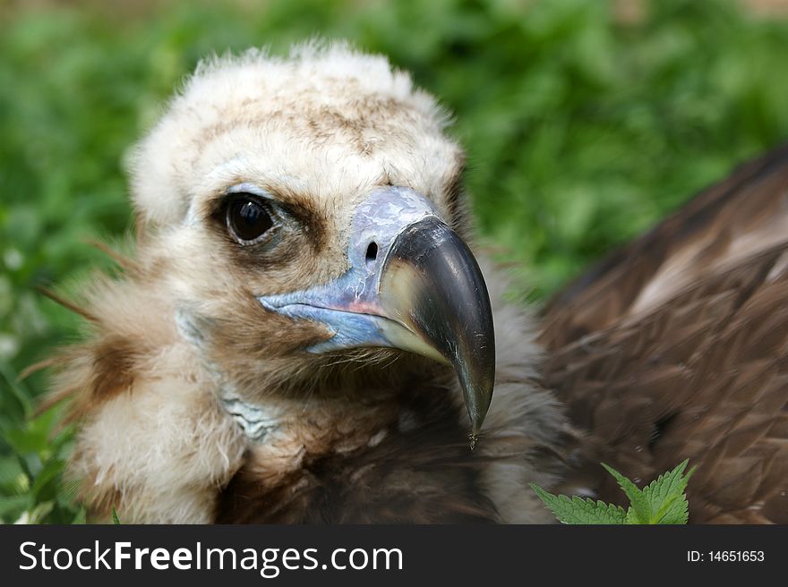 Large image Griffin Vulture (Gyps fulvus), zoo, Moscow, Russia