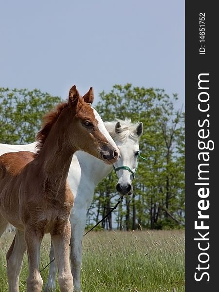 Mare and foal standing in a field