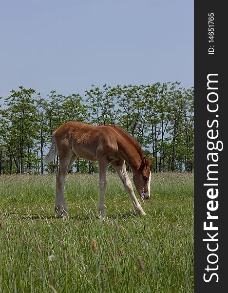 A sorrel foal eating grass in the field