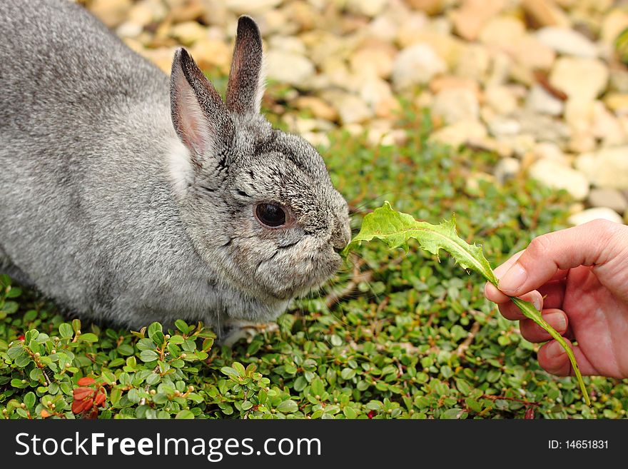 My pet little rabbit fattening hand-to-mouth