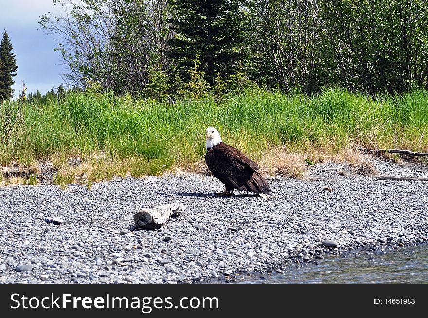 Adult Bald Eagle on the river bank. Adult Bald Eagle on the river bank