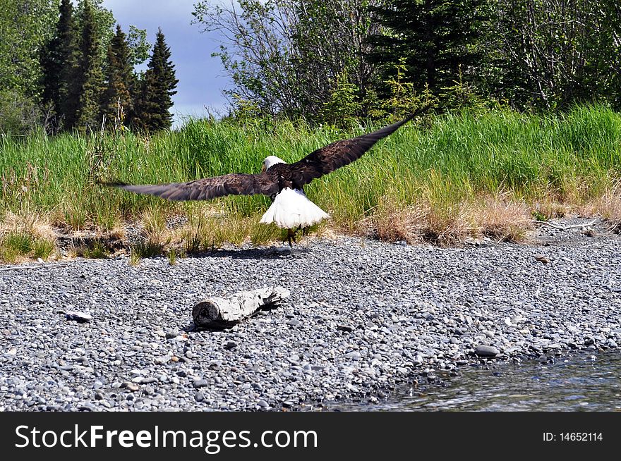 Adult Bald Eagle landing on the river bank. Adult Bald Eagle landing on the river bank