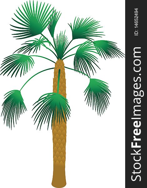 Tropical palm tree  on white background