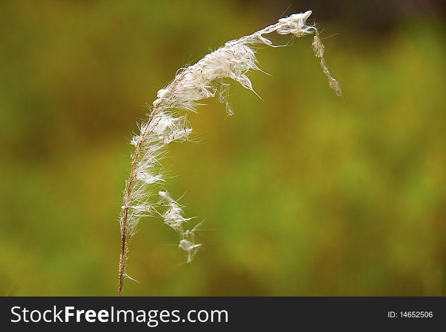 A single white grass spike against a colorful background. A single white grass spike against a colorful background