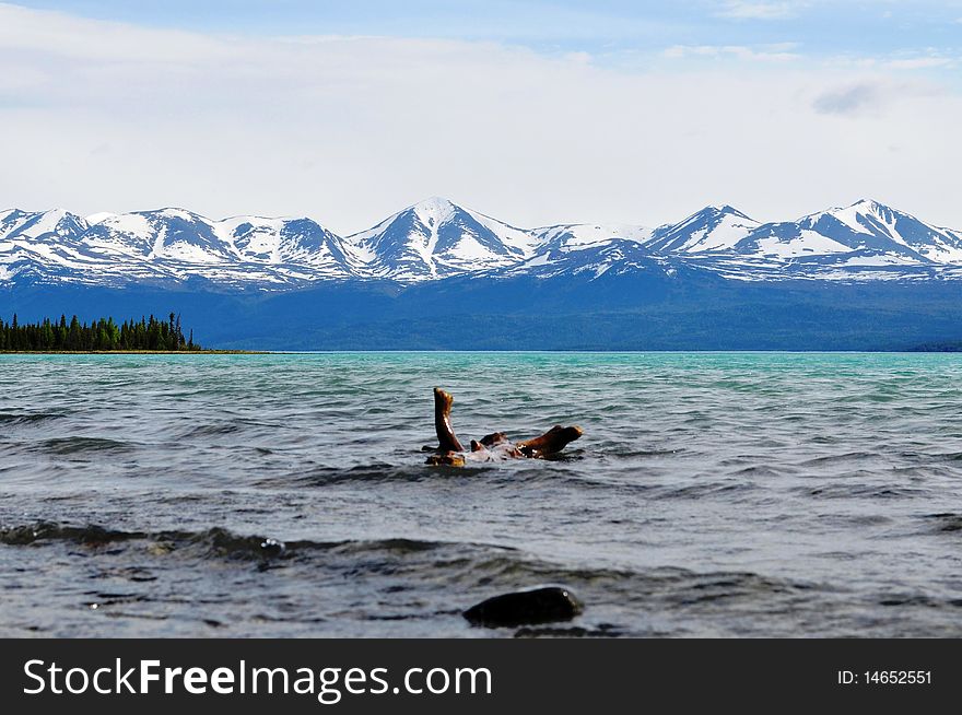 A piece of driftwood on Skilak lake in Alaska