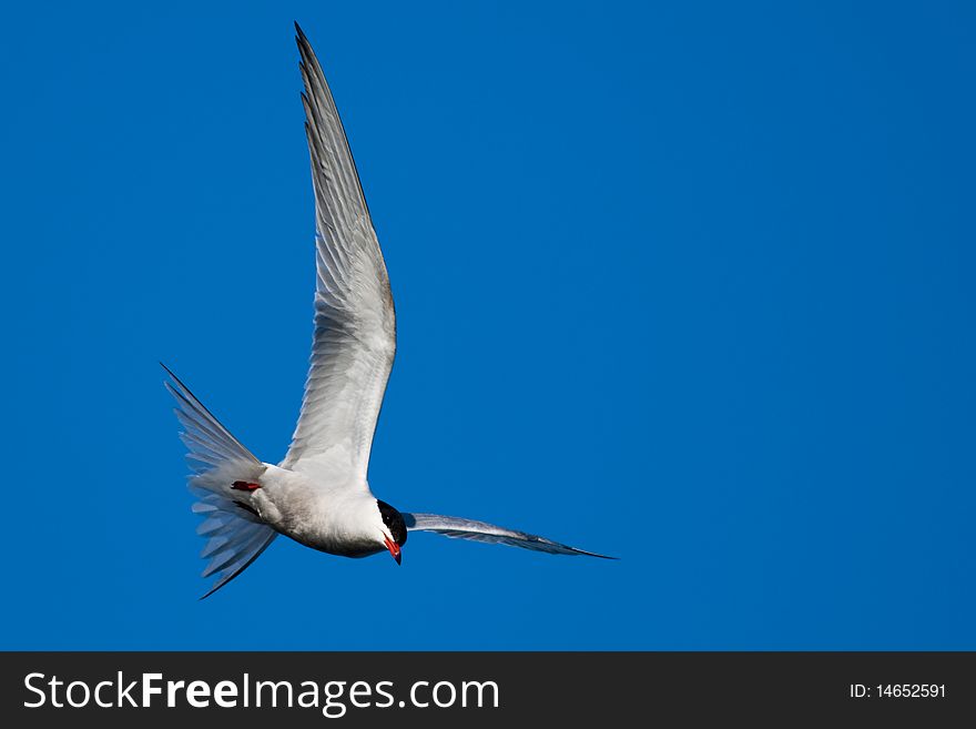 Common Tern In Flight