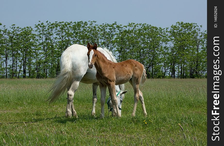 Mare and foal standing in a field