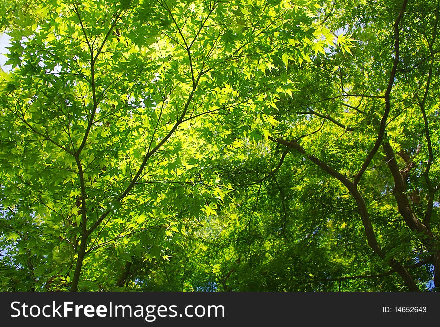 Looking up under a Japanese maple tree