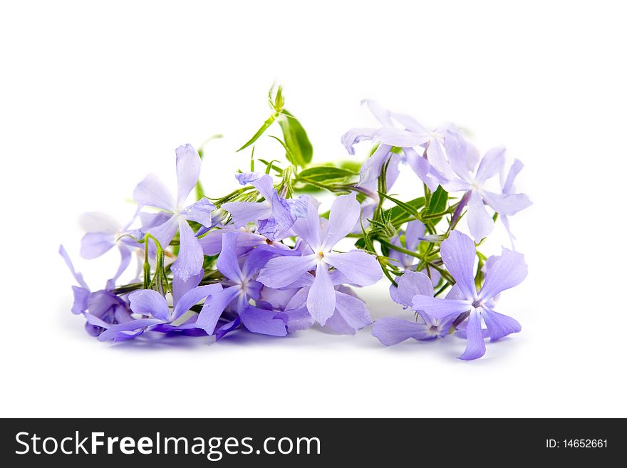 Blue flowers isolated on a white background