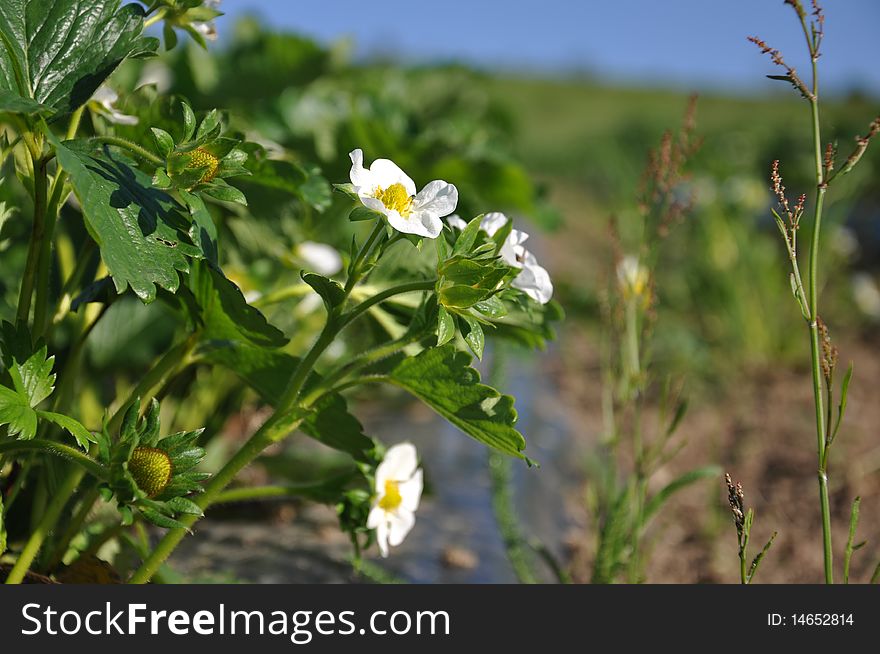 strawberry plantage with flowers, macro