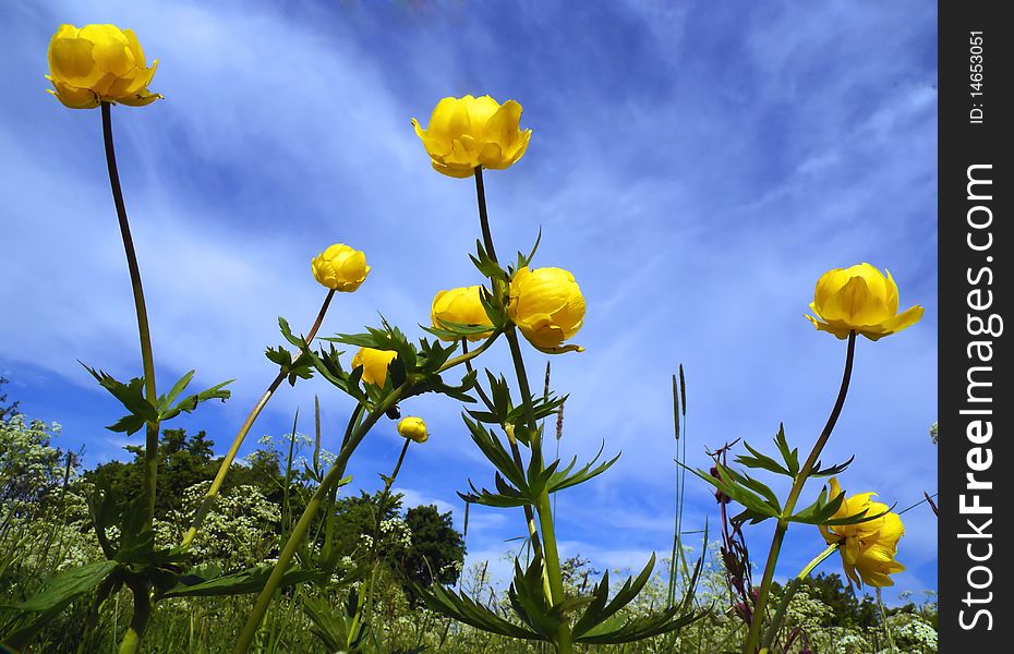 Yellow flowers in green fields