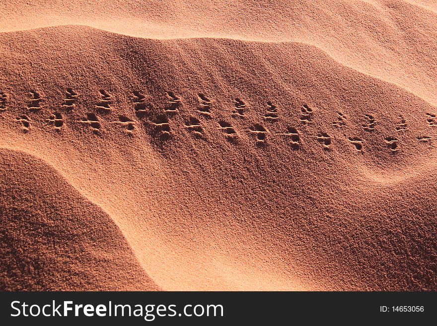 Red sand desert of Wadi Rum (Jordan), a small mammal - probably a desert mouse -left its footprint on a dune. Red sand desert of Wadi Rum (Jordan), a small mammal - probably a desert mouse -left its footprint on a dune.