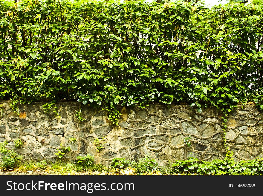 Plants Wall