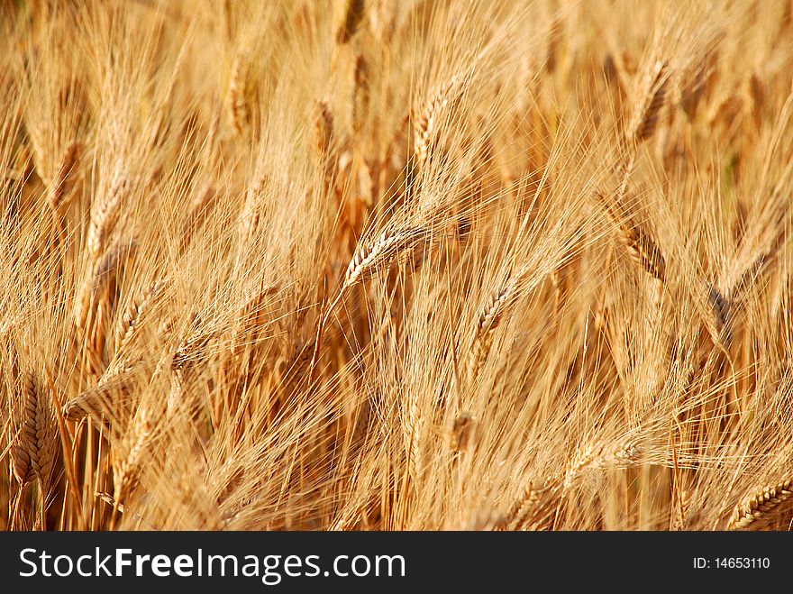Wheatfield .. the low light of morning, the warm colors and the sound of the wind ... only silence and peace