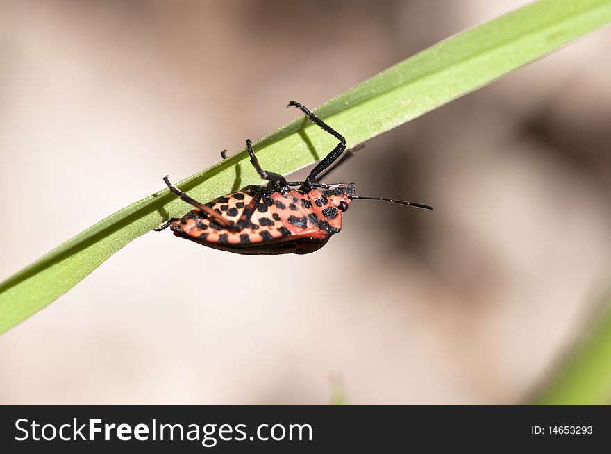 Strip Bug - Graphosoma Lineatum