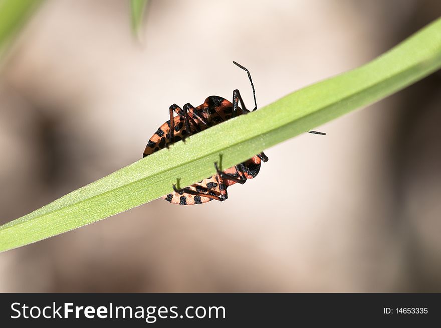 Strip bug - Graphosoma lineatum - climbing on a leaf - blurred background