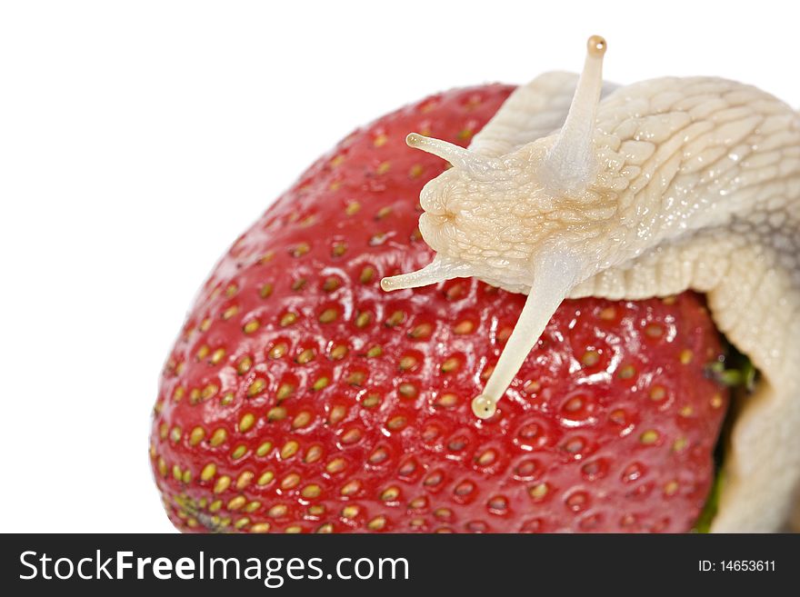 Snail eating strawberries, isolated on a white background