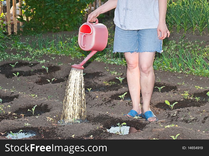 Watering vegetable bed with cabbage  sprouts