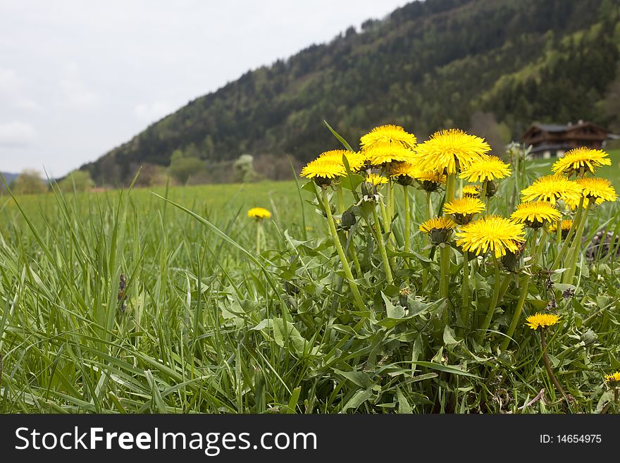 Shallow DOF, of yellow dandelions in green grass. Shallow DOF, of yellow dandelions in green grass