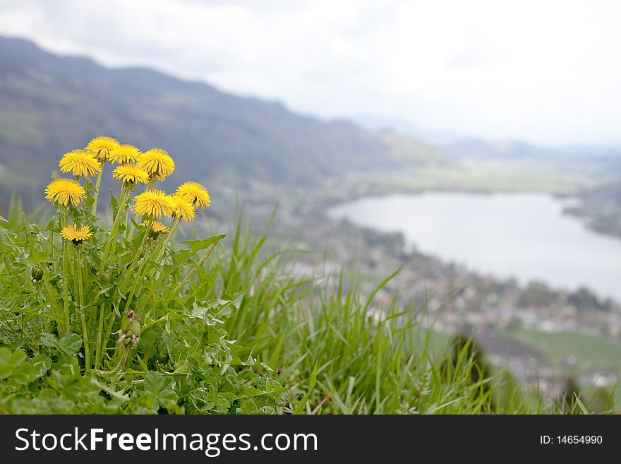 Summery yellow dandelions on steep hill