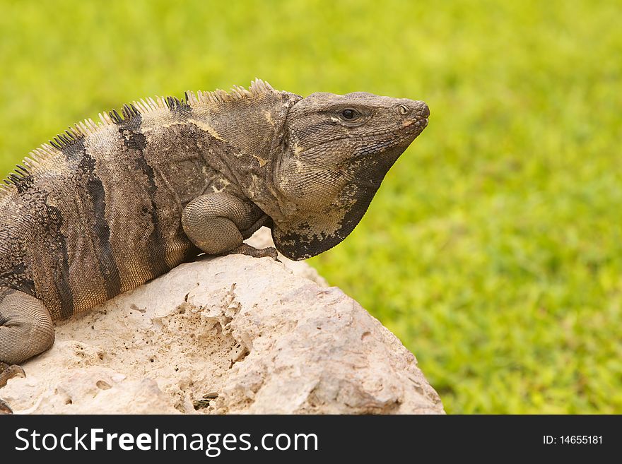 Iguana On A Stone With Green Background