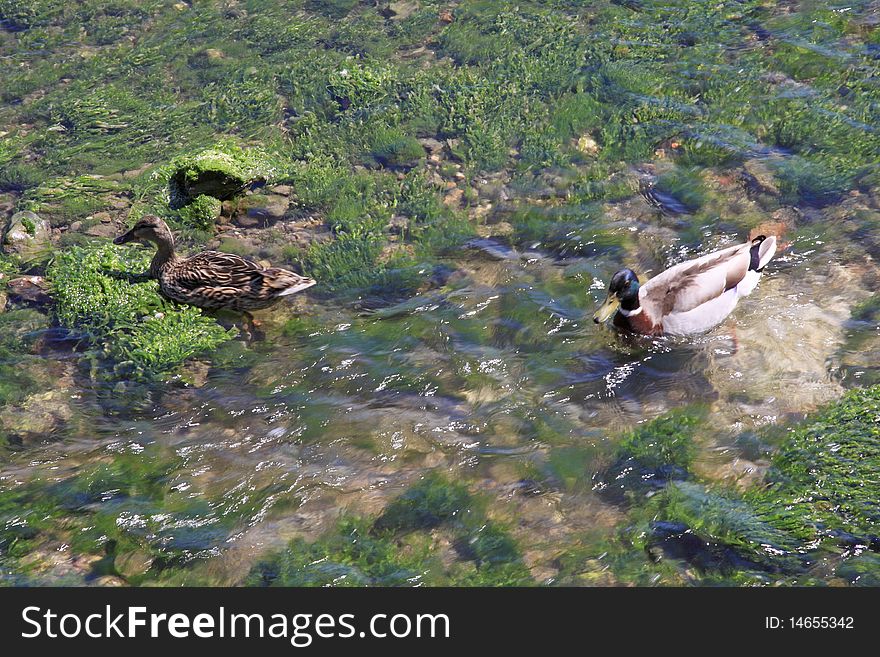 A pair of wild ducks enjoying the water and plantlife at low tide. A pair of wild ducks enjoying the water and plantlife at low tide
