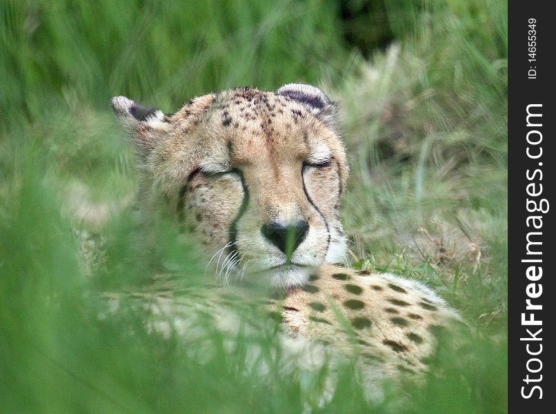 Cheetah animal hiding in grass. Cheetah animal hiding in grass