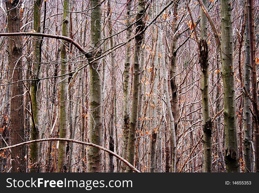 Dry and empty forest in winter, detail of the birches. Dry and empty forest in winter, detail of the birches