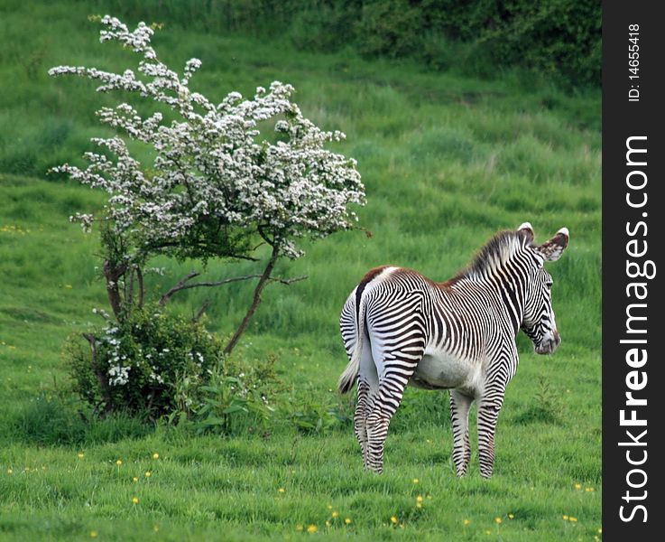 Wild zebra animal on the plains. Wild zebra animal on the plains